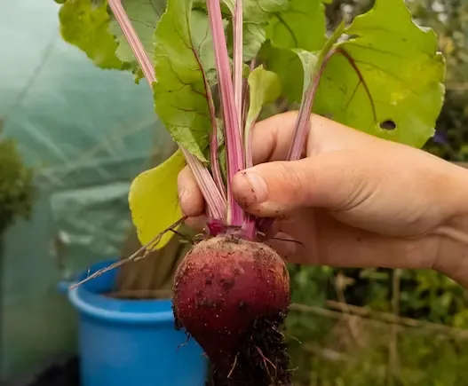 Fighting hunger and food waste at Oasis Academies